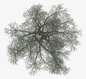 24 Mar 2009 - Pond Pine #542690