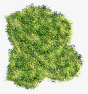 Trees Top Png Graphic Black And White Stock - Tree Top Down Png #542961