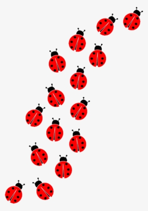 Ladybug Insect Transparent Images - Imagem Da Ladybug Png #543152