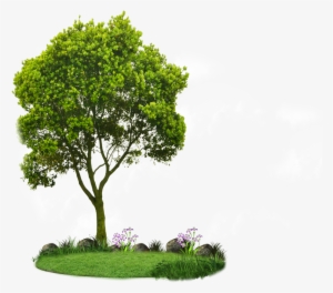 Png Tree Alpha - Png Tree By Paradise234 #543395