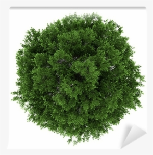 Top View Of Small-leaved Lime Tree Isolated On White - Tilia Cordata Top View #543418