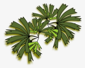 Clipart Resolution 800*800 - Rhapis Excelsa Top View #543419