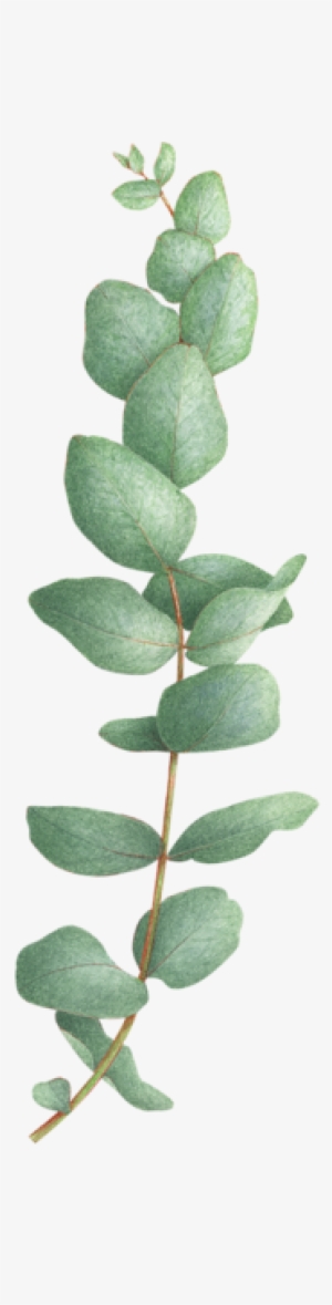 Eucalyptus Cinerea - Eucalyptus Tattoo #543570