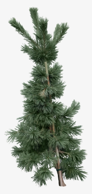 Fir-tree Png Image - Fir #544814