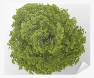 Top View Of Common Lime Tree Isolated On White Background - Lindens #545515