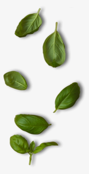 Back To Top - Spinach #545531