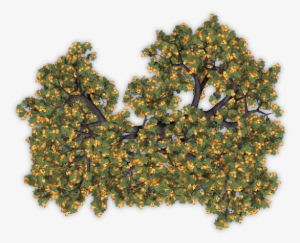 Fruit Trees Top View Png #546041