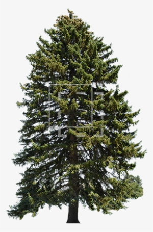 Ie Picea Abies Tree - Albero Di Natale Innevato Con Pigne #546285