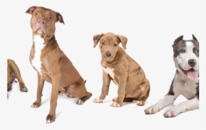 Interior White Pics K Pictures Full Hq - Bully Breeds Png #546534