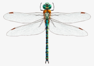 Dragonfly Png Clip Art - Dragonfly Png #546622