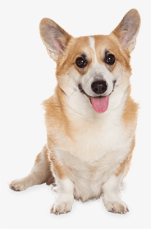 Corgi Dog Sitting - Dog Md Maximum Defense 23-44 Lb Dog Flea Tick Treatment #546644