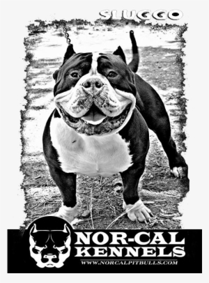 Thank You For Visiting Nor-cal Kennels - T-shirt #546753