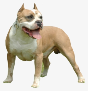 Pitbull - American Bully Dog Png #546870