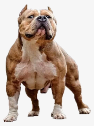 American Bully - Christian Single Moms Against Pit Bulls #546901