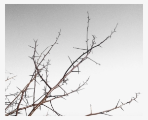 Thorns Transparent Png - Transparent Thorns Png #547371