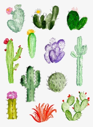 Cactaceae Drawing Watercolor Painting Succulent Plant - Cactus Drawing #547497