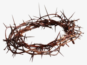 Share This - - Black Crown Of Thorns #547541