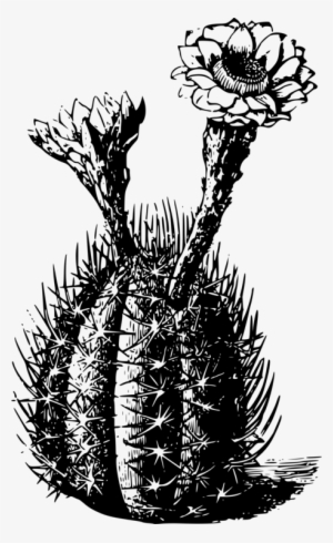 Golden Barrel Cactus Thorns, Spines, And Prickles Succulent - Cactus Black N White #547582