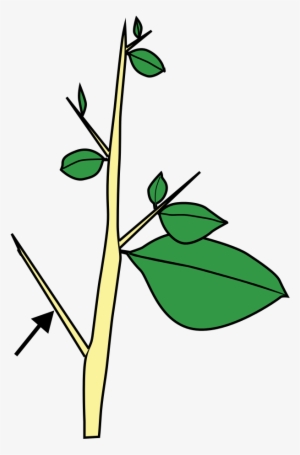 Stem Morphology Type Thorn - Carissa Thorn Stem Modification #547667