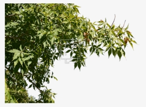 Ie Foreground Tree Two - Tree Png Foreground #548421