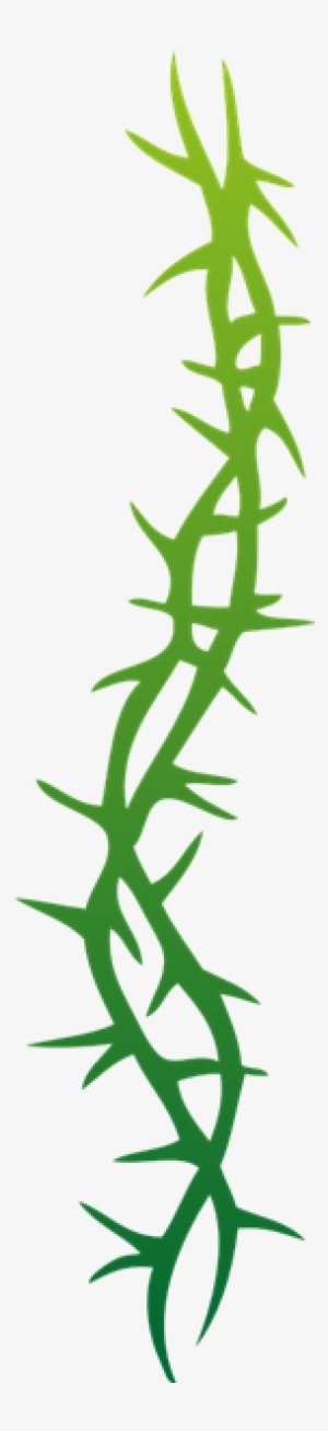 Circle Of Thorns Image #548424