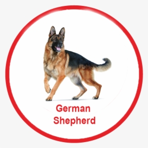 Royal Canin Malaysia - German Shepherd Png #549914