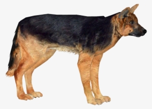 German Shepherd Dog - Png Pictures Of German Shepherds #549969