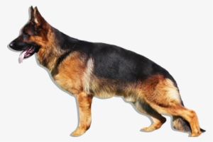 La Imagen No Esta Disponible - German Shepherd Dog Png #549988