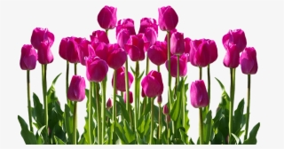 Tulips, Spring, Spring Flower, Cut Flowers, Flowers - Cafepress Samsung Galaxy S8 Plus Case #5401728