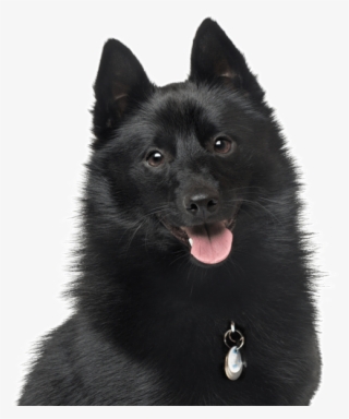 Schipperke - Schipperke Dog #5413792