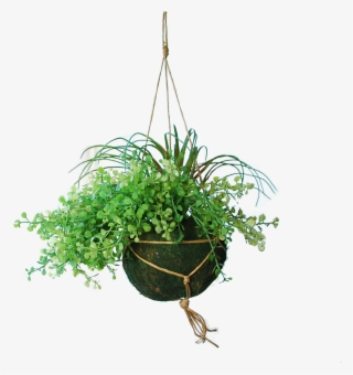 Hanging Basket With Myosotis And Tillandsia - Tillandsia #5414019