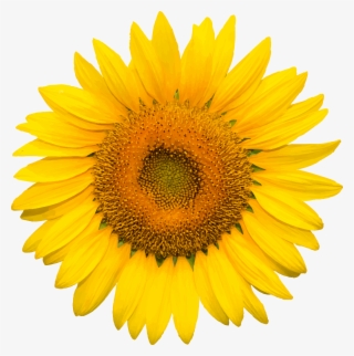 Sunflower Transparent Image Gallery - Sun Flower #5415057 Sunflower Transparent Image Gallery - Sun Flower #5415057