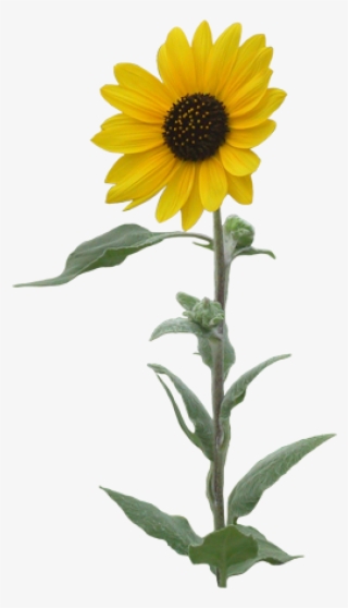 Common Sunflower Clip Art - Flower Single Transparent Background #5415431