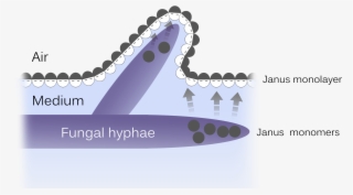 Janus Could Assemble At The Medium Air Interface And - Graphic Design #5415496