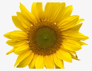 Sunflowers Png Transparent Images - Sunflower Png #5415559