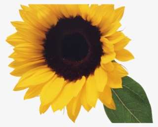 Sunflowers Png Transparent Images - Sunflower Png #5415565