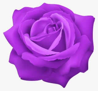 Purple Rose Png #5416250