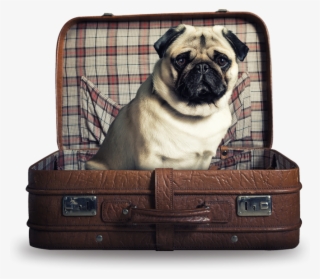 Training Pug - Traveling Pets #5417052