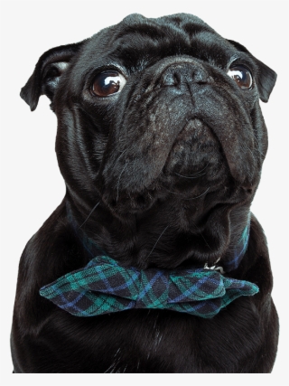 Foreverlawn Mile High - Dog #5417121