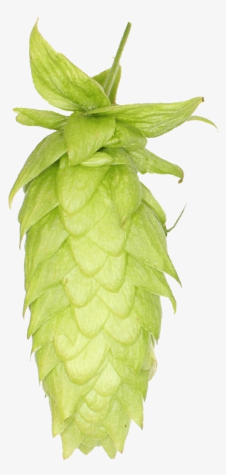 Lemondrop Hops #5420493