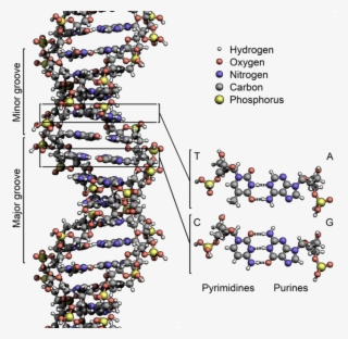 The Structure Of The Dna Double Helix #5420743