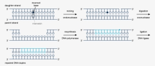 Dna Mismatch Repair #5421000