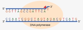Illustration Shows Dna Polymerase Replicating A Strand #5421107
