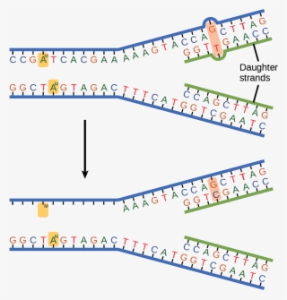 The Top Illustration Shows A Replicated Dna Strand - Mismatch Dna #5421416
