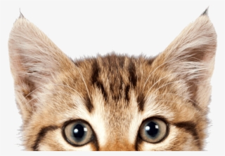 Cat Png, Download Png Image With Transparent Background, - Pet Expo Malaysia 2018 #5422535