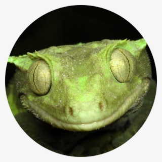 Pewdiepie Looks Too Shaken Ever To Beat Off Again - Gecko #5423304