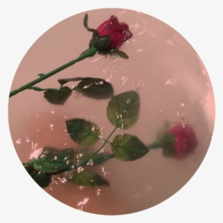 Aesthetic Flowers In Water Go Follow My Picsart Account - Rose In Bathtub Aesthetic #5424066