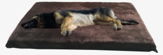 Home / Kosipet® Dog Beds - Dog #5428744