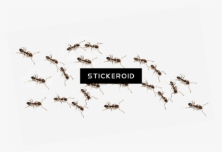 Ant Ants Insects - Mosquito #5432242