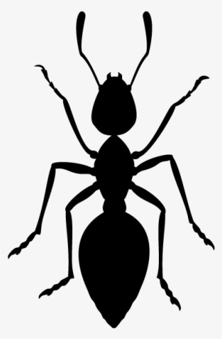 Carpenter Ants In Minnesota Homes And Offices - Ant Icon Png #5432307